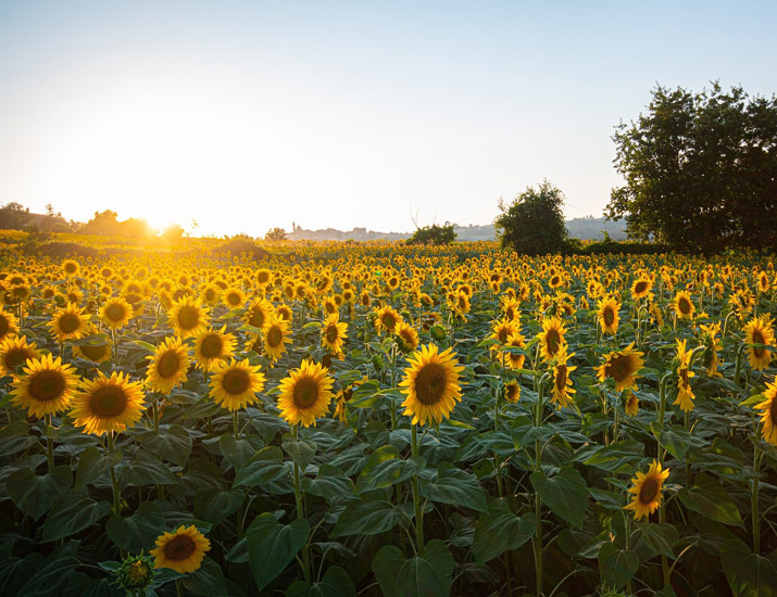 Gers Agence Immobilier - Sunflowers