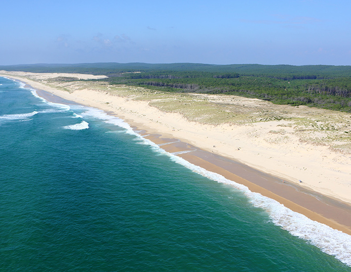 Sandy Coastline & Pine Forests