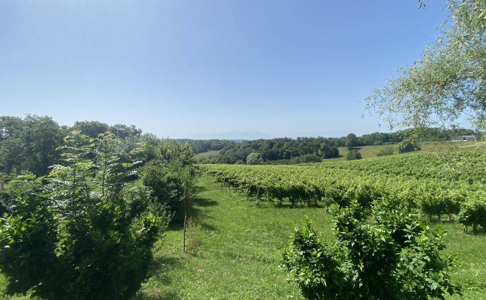 Superbe Grange Rénovée avec Vue Panoramique sur les Vignes et la Chaîne Pyrénéenne.